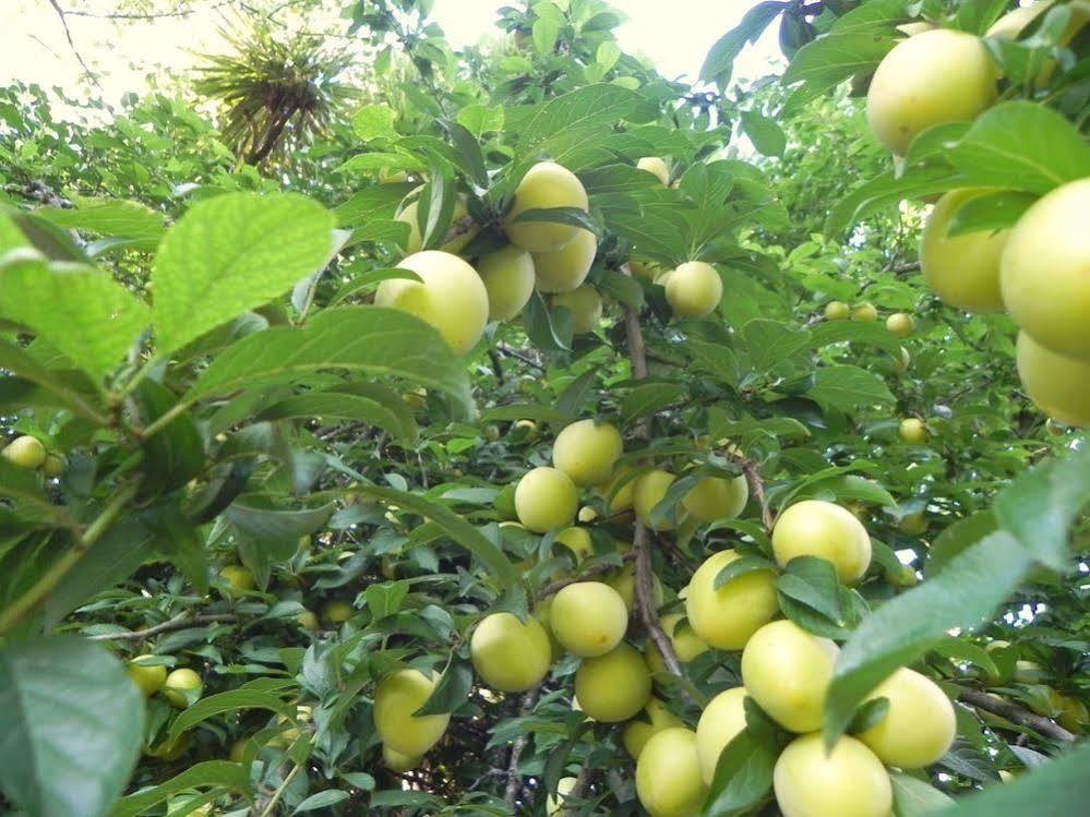 Quinta Vale Do Homem Amares Ngoại thất bức ảnh